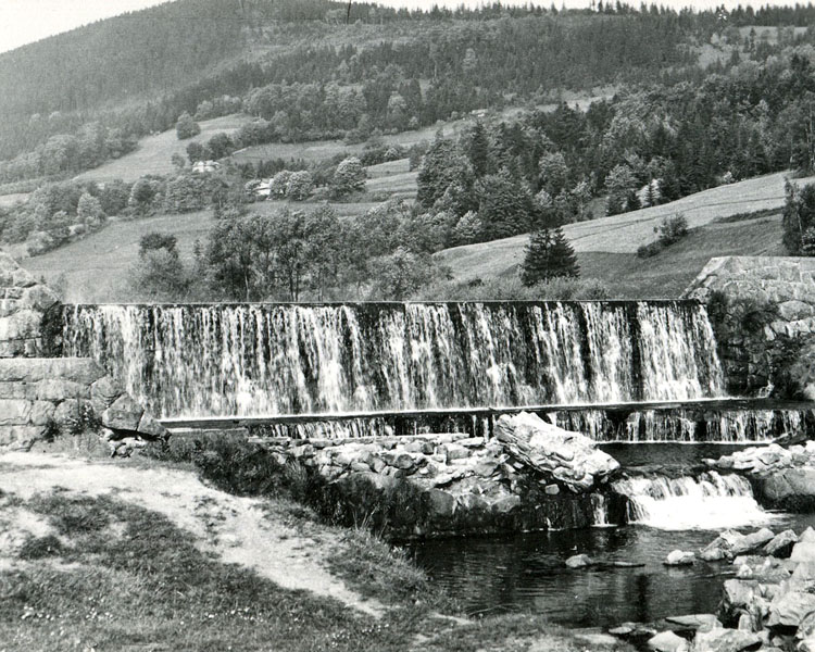 Żylica
