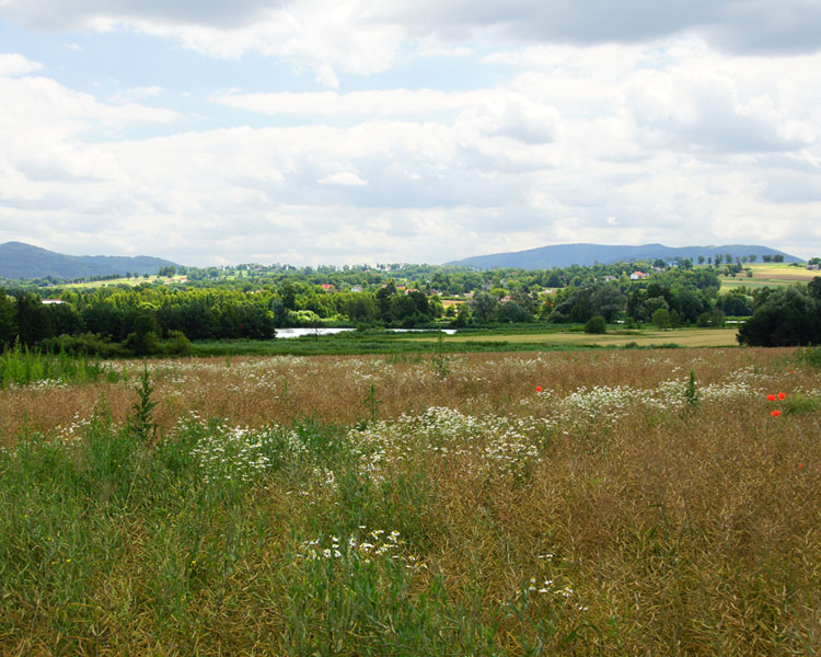 Knajka
