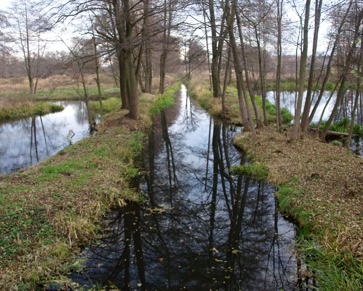 Pankówka
