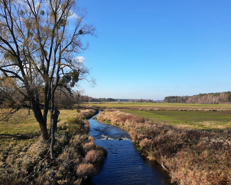 Liswarta
