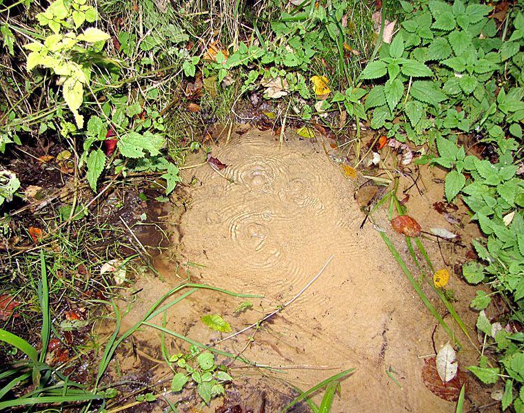 Kocinka
