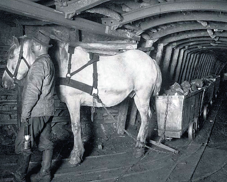 Transport konny