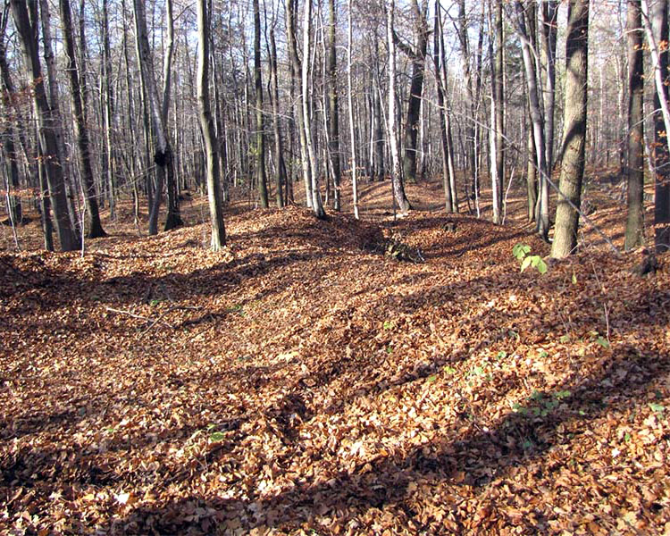 Poręba