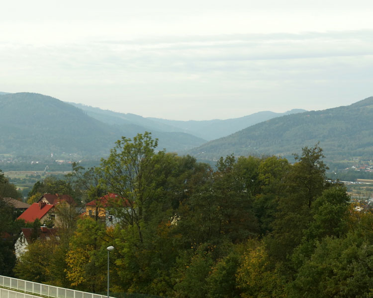 Żylica